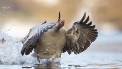 Greylag Goose (Anser anser) flying, Rhineland-Palatinate, Germany