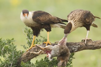 Northern Crested Caracara (Caracara cheriway) juvenile eat on carrion, Texas, USA