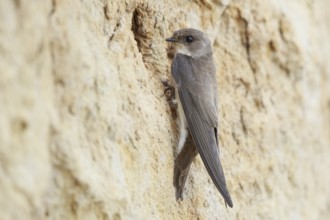 Sand Martin (Riparia riparia), North Rhine-Westphalia, Germany