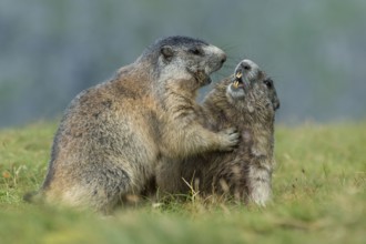 Alpine Marmot (Marmota marmota) two adult playing and fighting, High Tauern National Park,
