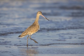 Marbled Godwit (Limosa fedoa) foraging at shoreline, California, USA