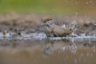 Eurasian Blackcap (Sylvia atricapilla) female bathing, Netherlands