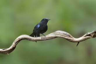 White-tailed Robin (Myiomela leucura) male perched on a branch, Yunnan, China