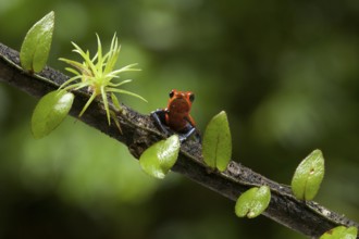 Strawberry poison frog (Oophaga pumilio), Costa Rica