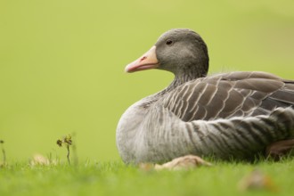 Greylag Goose (Anser anser), Bavaria, Germany