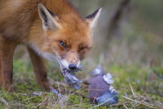 Red Fox (Vulpes vulpes) adult feeds on Common Wood Pigeon (Columba palumbus), Netherlands
