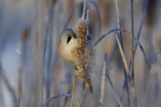 Bearded Reedling (Panurus biarmicus) male feeding on cattail seed, Thuringia, Germany
