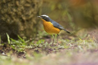 Indian Blue Robin (Larvivora brunnea) male, perched on the ground, Kerala, India