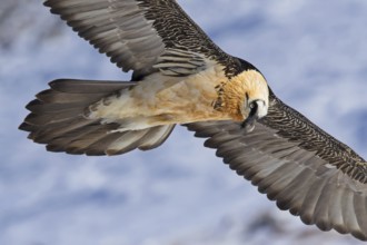 Bearded Vulture (Gypaetus barbatus) flying, Valais, Switzerland