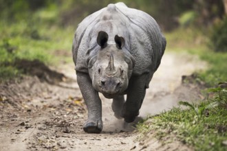 Indian Rhinoceros (Rhinoceros unicornis) male charging on a gravel road, Kaziranga National Park,