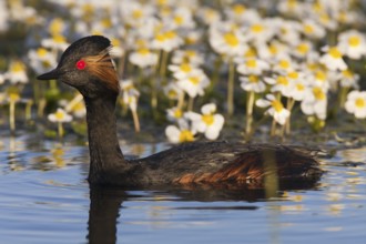 Black-necked Grebe (Podiceps nigricollis), Castile-La Mancha, Spain