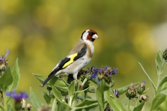 European Goldfinch (Carduelis carduelis) male, Mecklenburg-Western Pomerania, Germany