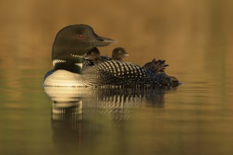 Great Northern Loon (Gavia immer) with chicks, British Columbia, Canada