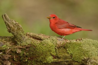 Summer Tanager (Piranga rubra) male, Texas, USA