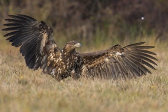 White-tailed Eagle (Haliaeetus albicilla), Kutno, Poland