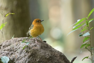 Orange-headed Thrush (Geokichla citrina), Kaeng Krachan, Thailand