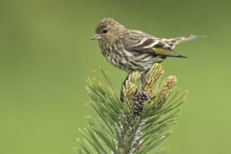 Pine Siskin (Spinus pinus), British Columbia, Canada