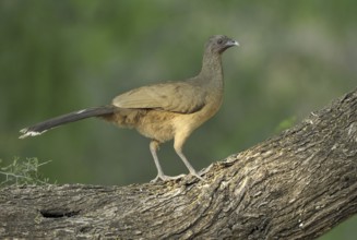 Plain Chachalaca (Ortalis vetula mccalli), Texas, USA