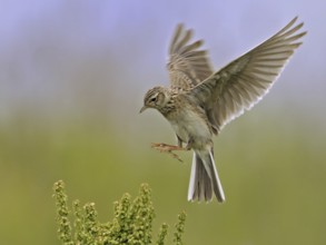 Eurasian Skylark (Alauda arvensis) landing, North Rhine-Westphalia, Germany