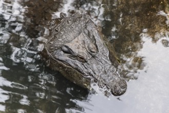 American Alligator (Alligator Mississippiensis) in an exhibit at the St. Augustine Alligator Farm