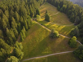View from above of forest and slope in golden sunlight, with winding paths, Retro Freizeitpark