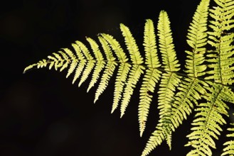Bracken fern (Pteridium aquilinum), fern fronds against the light, North Rhine-Westphalia, Germany