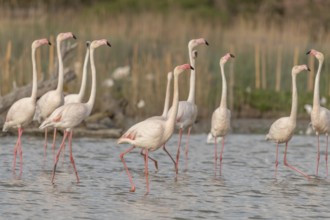 A group of flamingos in full courtship display in a wetland habitat on a clear day. The scene