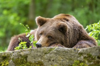 Brown bear (Ursus arctos) lying on a rock, Bavaria, Germany