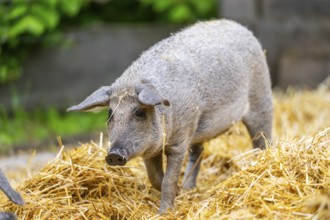 Mangalica domestic pig in the straw, Germany