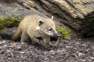 South American coati (Nasua nasua) youngster walking on the ground, captive, Zoo Augsburg