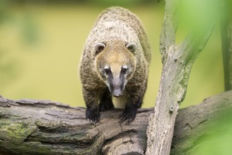 South American coati (Nasua nasua) on an old tree trunk, captive, Zoo Augsburg