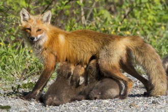 Red fox (vulpes vulpes) and cubs, female fox sucking the young, Province of Quebec, Canada, North