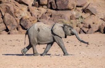 Juvenile African elephant (Loxodonta africana), desert elephant, near the Ugab River, Damaraland,