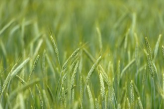 Grain field with unripe ears of rye (Secale cereale), delicate structure, texture, background