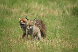 Red fox (Vulpes vulpes) male bites away weaned young, should finally become independent, butterfly