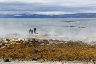 Hot spring flows into the sea, tourists on the steaming rocky coast near Reykjanes, Súðavík,