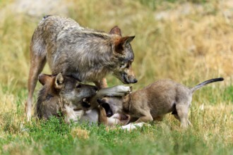 Family group of wolves playing and showing affection in a natural environment, Timberwolf, wolf,