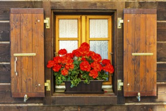 Window with wooden shutters decorated with geraniums (Pelargonium), historic village centre,