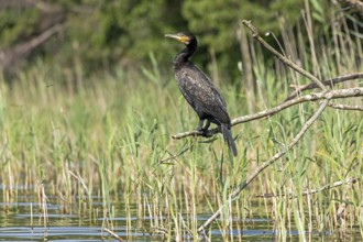 Cormorant (Phalacrocorax carbo) sitting on a branch, Leppinsee, Mecklenburg Lake District,
