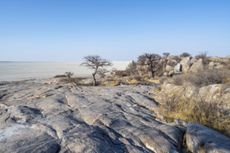 African baobab or baobab tree (Adansonia digitata), several trees overlooking the salt pan, Kubu
