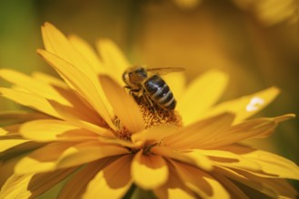 Macro photograph of a honeybee (Apis) on a yellow flower of the sun's eye, (Heliopsis),