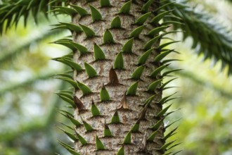 Trunk of a monkey puzzle tree (Araucaria araucana), Inverewe Gardens, Poolewe, Loch Ewe, Highlands,