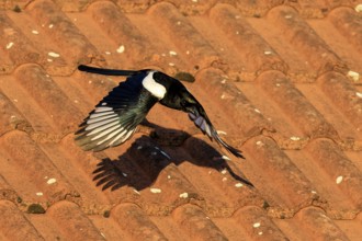 A magpie flies over a terracotta tile roof, casting a distinct shadow, Magpie (Pica pica) wildlife,