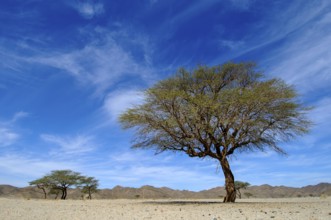 Camel thorn tree (Vachellia erioloba) in Arabian Desert part of eastern Sahara, Hurghada, Egypt