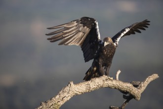 Iberian Eagle (Aquila adalberti), Spanish imperial eagle, Extremadura, Castilla La Mancha, Spain