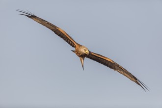 Red kite (Milvus milvus), Extremadura, Castilla La Mancha, Spain
