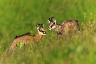 Two chamois in a green landscape communicating with each other, chamois, chamois, (Rupicapra