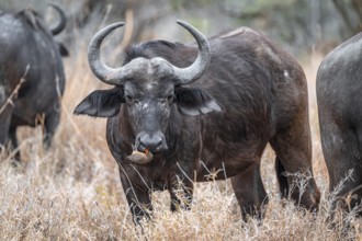 Cape buffalo (Syncerus caffer caffer) with yellow-billed oxpecker (Buphagus africanus) on the nose,