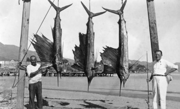 Fanfish (Istiophorus platypterus), sport fisherman Mexico, Acapulco de Juárez, 1925