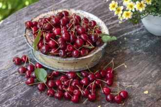 Fresh sweet cherries (Prunus avium) in a bowl, Bavaria, Germany